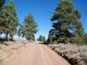 evergreens