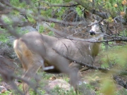 deer