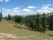 thinning_trees