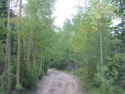 through_aspens
