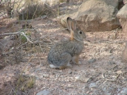 bunny