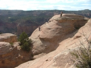 down_cedar_tree_arch