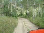 aspens