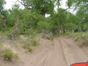 trees_in_the_sand