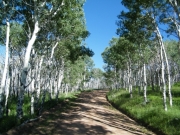 aspens