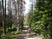 ruts