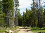 tall_trees