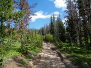 trail_in_trees