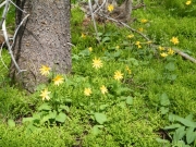 wildflowers_part_1
