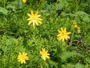 wildflowers_part_2