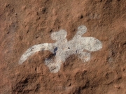 lizard_marker
