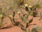 cactus_flowers