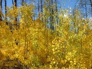 aspens