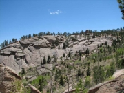 trees_in_rock