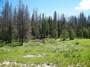 dead_trees