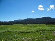 green_meadow