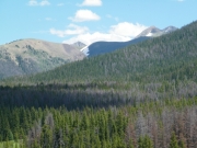 sea_of_trees