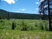 shades_of_green