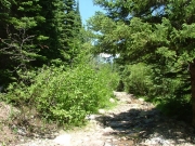 leafy_trail