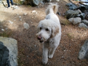 happy_dog