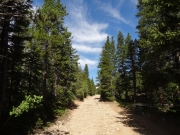 between_trees