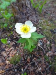 forest_flower
