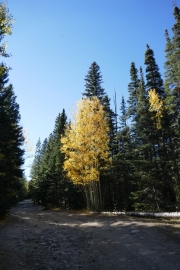yellow_aspen