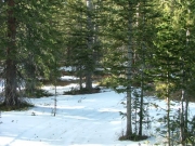 through_snow