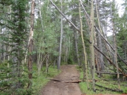 deadwood
