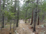 skinny_trees