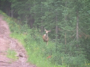 deer_part_1