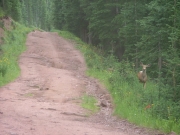 deer_part_2
