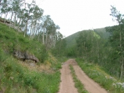 overgrown_trail