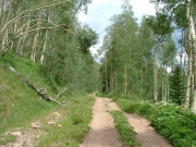 through_the_trees