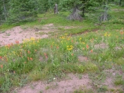 wild_flowers_part_1