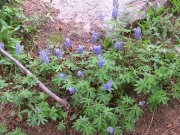 wild_flowers_part_2