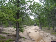 into_the_trees