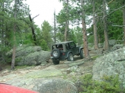 ladd_in_the_trees