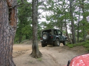 ladd_through_trees