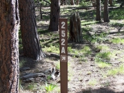 forest_road_sign