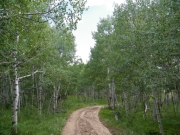 aspens