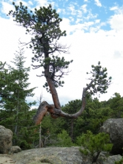crazy_tree