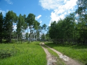 green_meadow