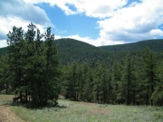 meadow_view