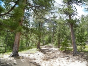 tree_roots