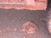 jeep_droppings