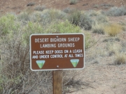 bighorn_sheep_sign