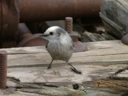 bird_at_san_juan_chief_mill