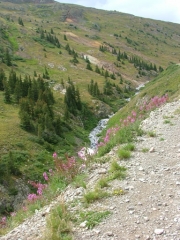 stream_and_wildflowers