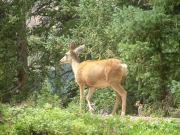 deer
